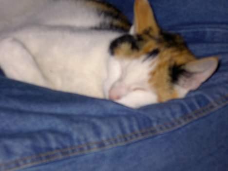 Blanding af racer Pjuske - elsker dagen billede 5