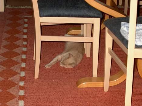 Huskat Tigger - Ja, så faldt han altså om! billede 8