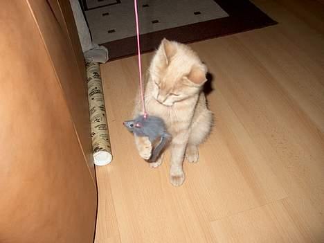 Huskat Tigger - Bliv nu her lille mus. :) billede 9