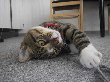 Huskat Charly-forsvundet nov. 10 billede 12