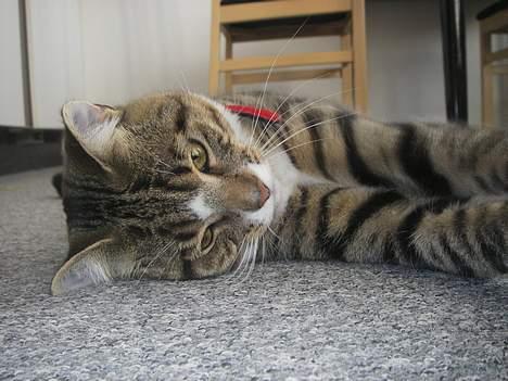 Huskat Charly-forsvundet nov. 10 billede 13