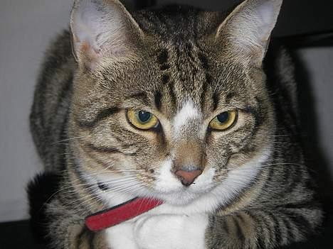 Huskat Charly-forsvundet nov. 10 billede 14