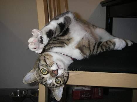 Huskat Charly-forsvundet nov. 10 billede 15