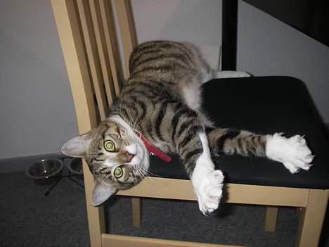 Huskat Charly-forsvundet nov. 10 billede 16