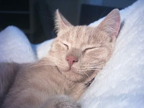 Huskat Gonzo billede 1