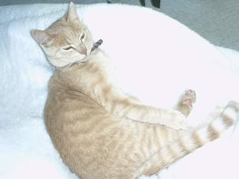 Huskat Gonzo billede 2