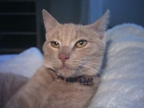 Huskat Gonzo billede 3