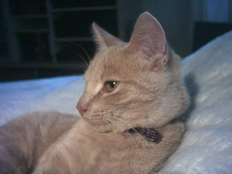 Huskat Gonzo billede 4