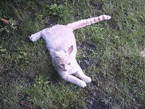 Huskat Gonzo billede 5