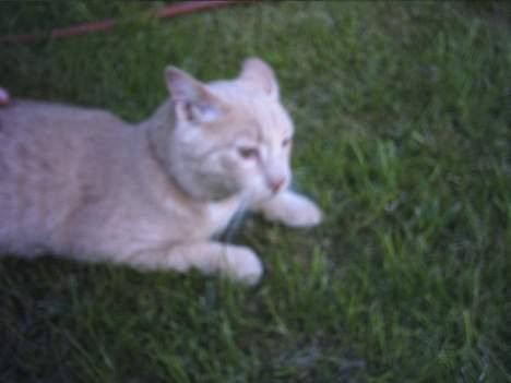 Huskat Gonzo billede 6