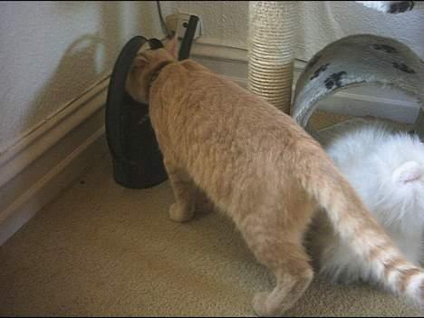 Huskat Gonzo billede 7