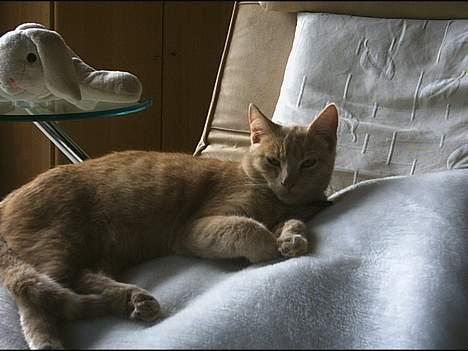 Huskat Gonzo billede 8