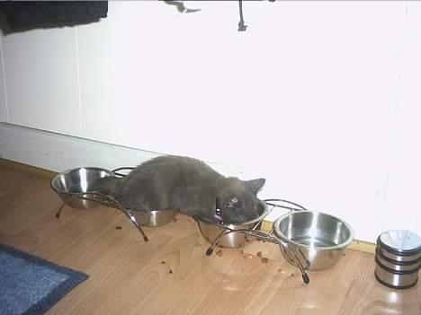 Huskat Smutter billede 1