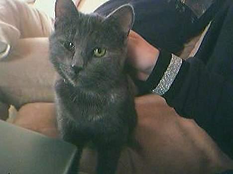 Huskat Smutter billede 2