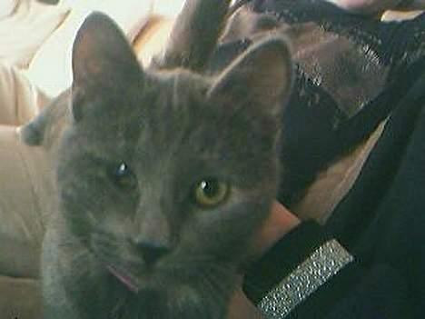 Huskat Smutter billede 3