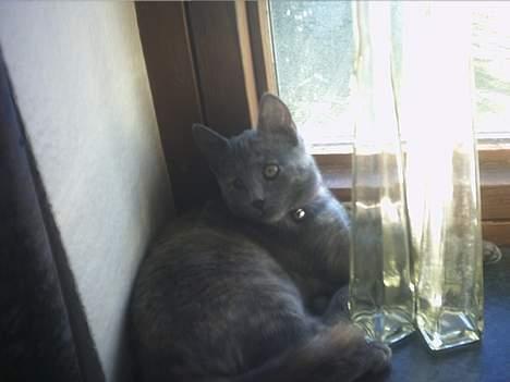 Huskat Smutter billede 4