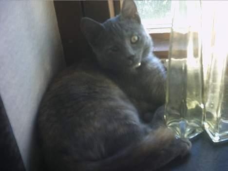 Huskat Smutter billede 5