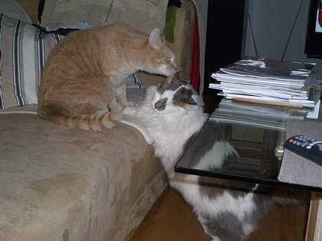 Blanding af racer Bette billede 15