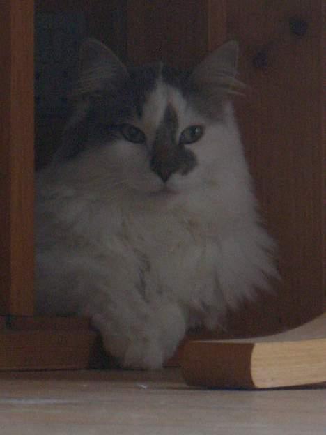 Blanding af racer Bette billede 16