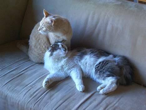 Blanding af racer Bette billede 17