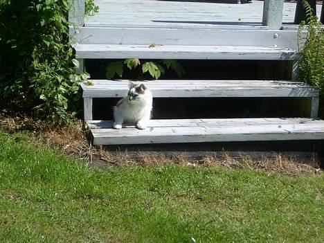 Blanding af racer Bette billede 18