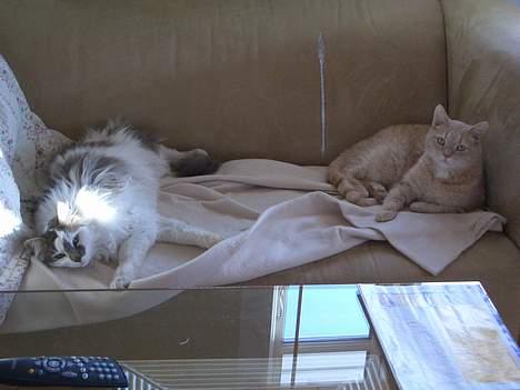 Blanding af racer Bette billede 19