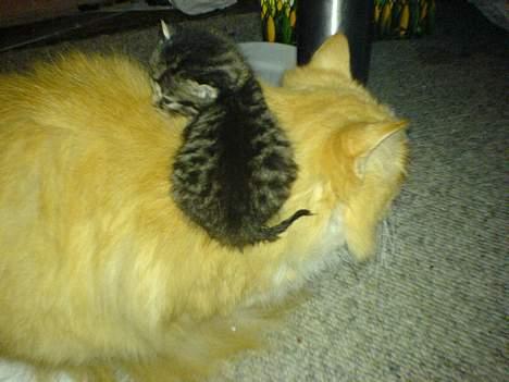 Blanding af racer Fessor - Hovsa, taget på fersk gerning... billede 6