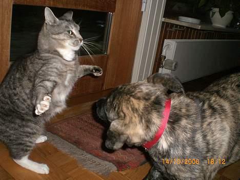 Huskat Hansa*død:'/ Hvil i fred  billede 6