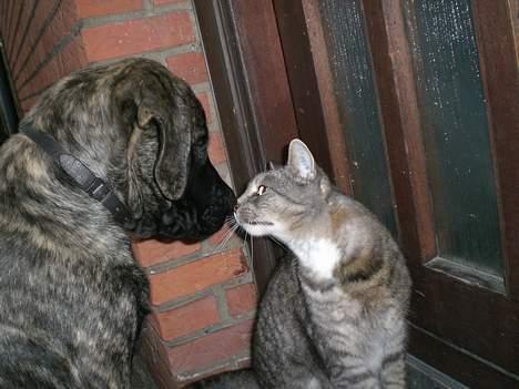 Huskat Hansa*død:'/ Hvil i fred  billede 7