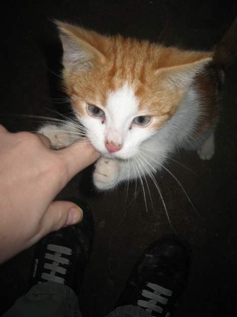 Blanding af racer Bibbob <3 *Død* billede 9