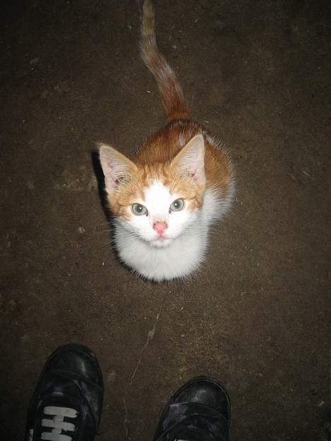 Blanding af racer Bibbob <3 *Død* billede 10