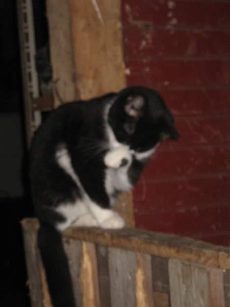 Blanding af racer Chokki <3 billede 5