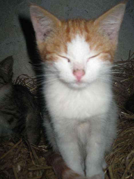 Blanding af racer Bibbob <3 *Død* billede 11