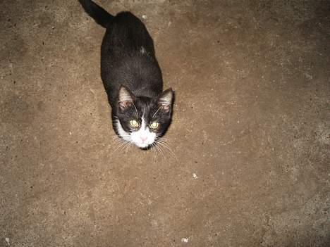 Blanding af racer Chokki <3 billede 6