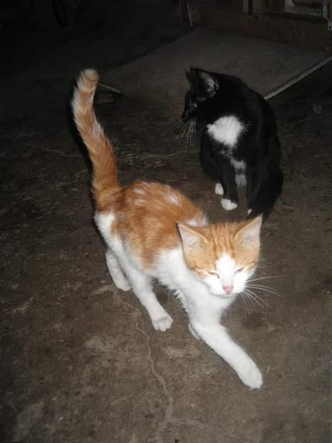 Blanding af racer Bibbob <3 *Død* billede 12