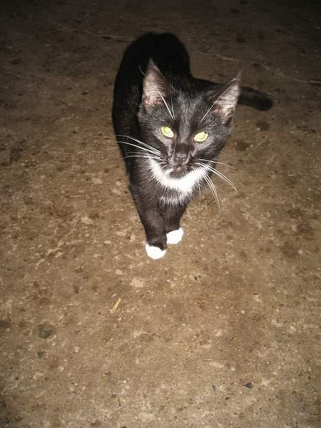 Blanding af racer Hannibal <3 billede 5