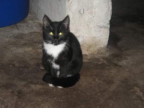 Blanding af racer Hannibal <3 billede 6