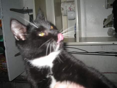 Blanding af racer Hannibal <3 billede 7