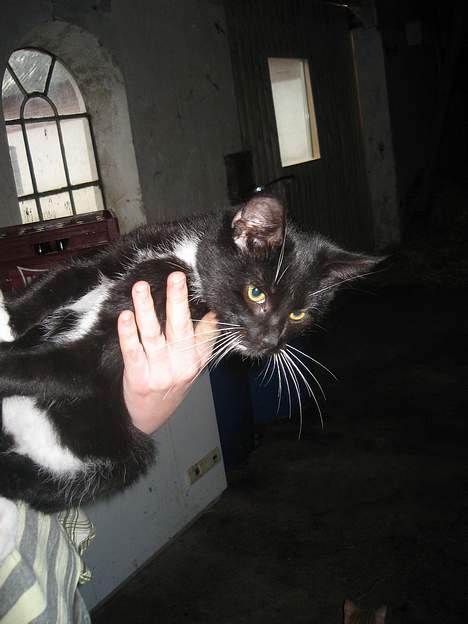 Blanding af racer Hannibal <3 billede 8