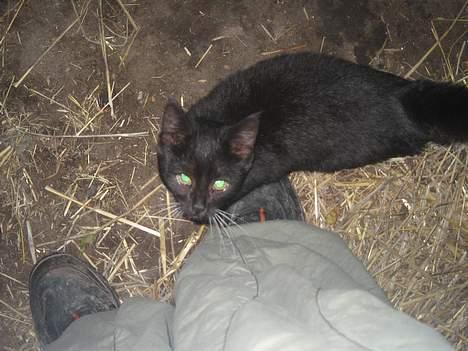 Blanding af racer Hannibal <3 billede 9