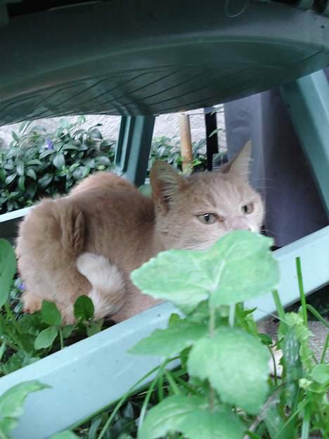 Blanding af racer Flemming R.I.P. - Flemming november 06 billede 19