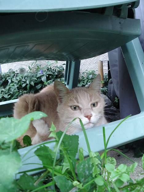 Blanding af racer Flemming R.I.P. - november 06 billede 20