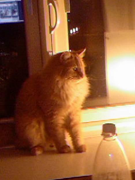 Blanding af racer Gizmo billede 10