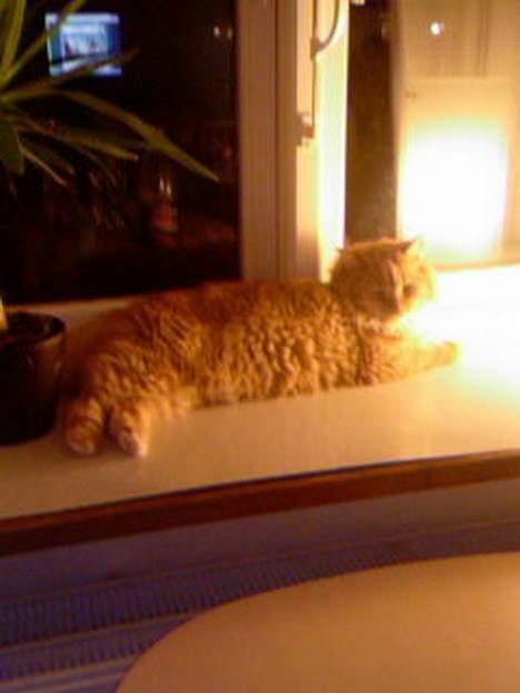 Blanding af racer Gizmo billede 11