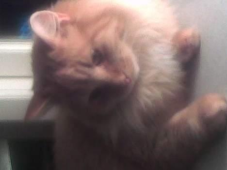 Blanding af racer Gizmo billede 12