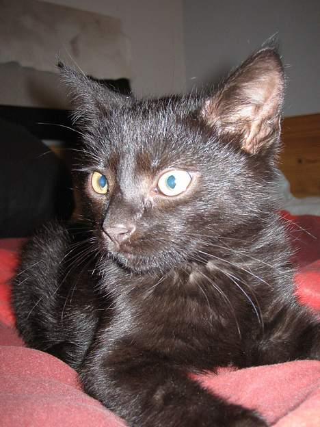 Huskat Miv billede 1