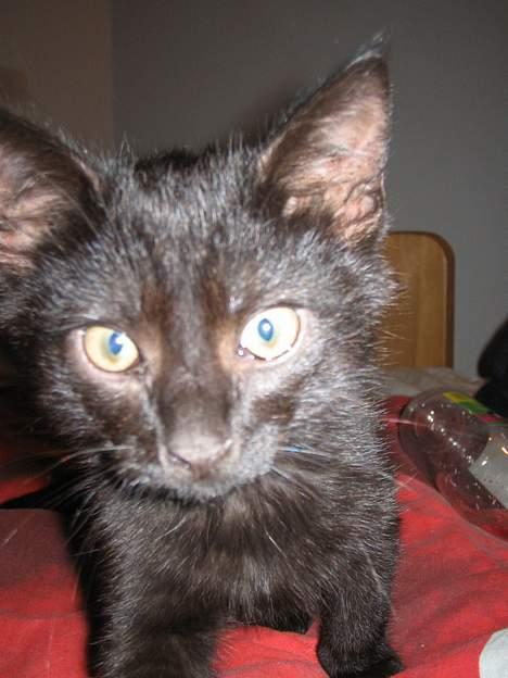 Huskat Miv billede 2