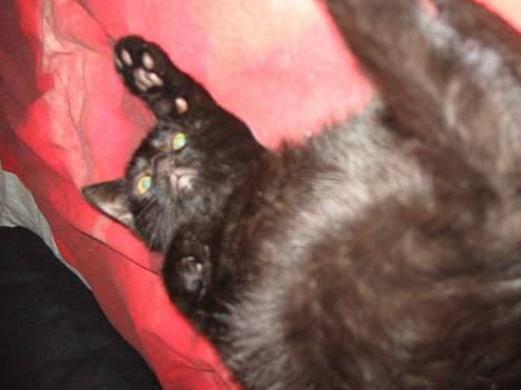 Huskat Miv billede 3