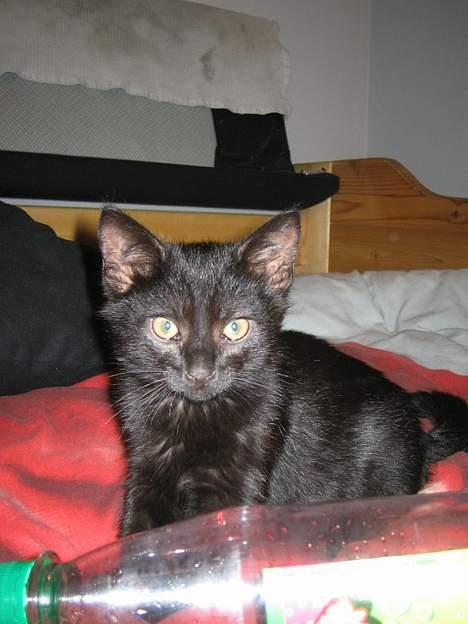 Huskat Miv billede 4