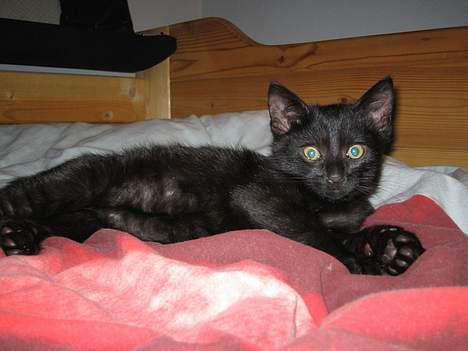 Huskat Miv billede 5